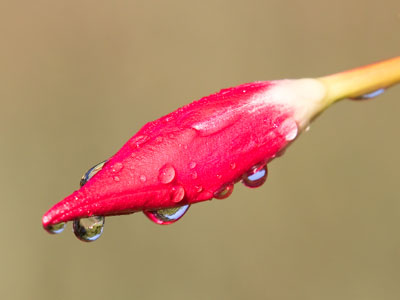 The best (I hope) of sixteen photos of this flower.