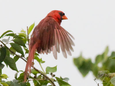Caught in mid-flap.