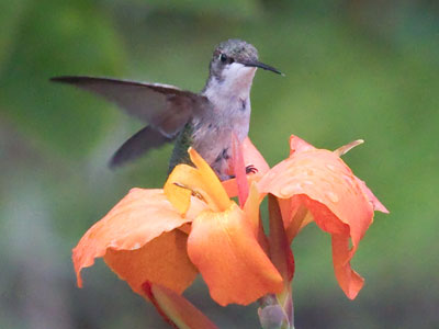 Well, now I`ve almost seen everything:  a hummingbird taking a bath in a lily.