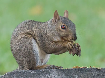Eat a little bit now, bury a little bit for later.