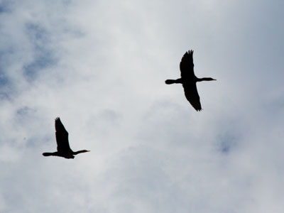 These aren`t local ducks.  They`re cormorants stopping by briefly on their way to somewhere else.