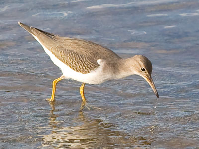 The Spotted Sandpiper is `generally seen singly . . . found at sheltered streams.` NATIONAL GEOGRAPHIC FIELD GUIDE TO THE BIRDS OF NORTH AMERICA
