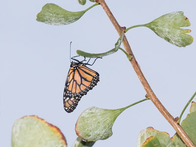 Hey wait, that`s not a leaf.