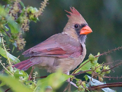 There were a lot of female cardinals out this morning.  The males may have still been in bed.