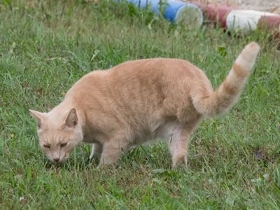 So a three-legged cat limped into a saloon and said, `I`m-a lookin` for the man who shot my paw.`