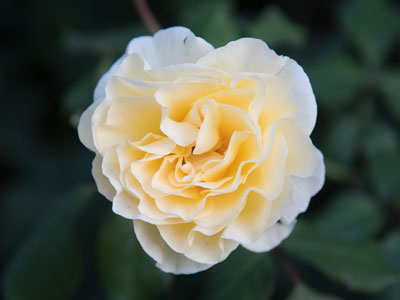 Last call for flowers.