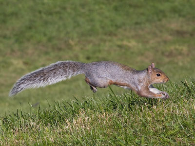 City squirrels have no fear of people.