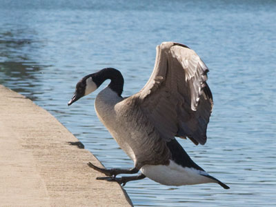 The eagle has landed -- followed by the Canada goose.