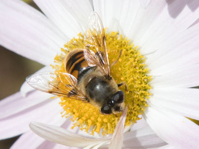 Last call for bees.