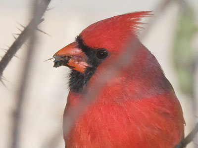 Thank goodness birds eat bugs all day, or we`d have too many bugs.