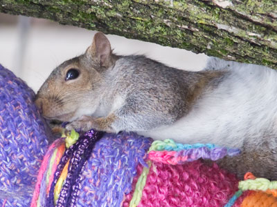 `Aww, can`t I sleep just a few more minutes?`
