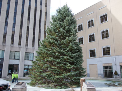Hours later, the tree is almost vertical.