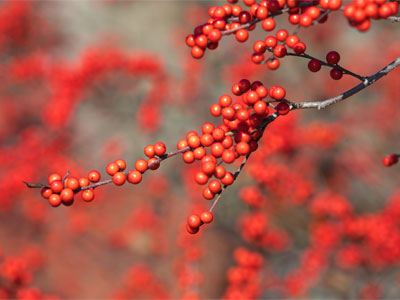 On a cold day like this, there are always berries.