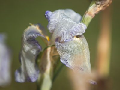 I prefer my irises fresh, but frozen is sometimes okay.