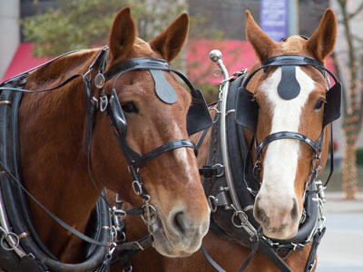What do they think of humans and our annual rituals?