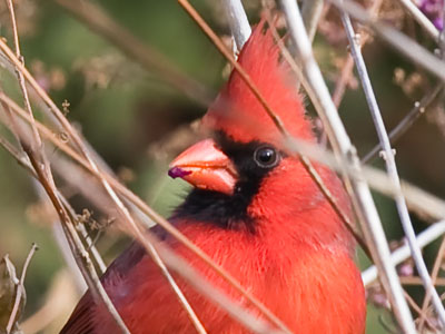 When the bugs run scarce, it`s time to eat berries.