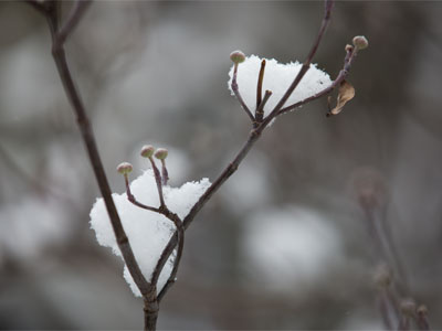 Snowcatchers.