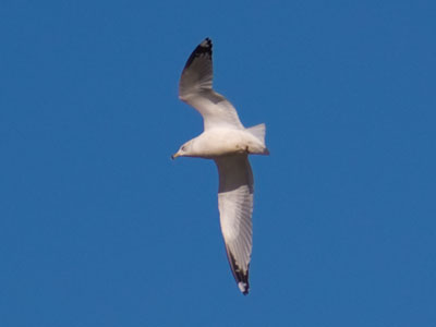 It was just me and a few gulls out there today.