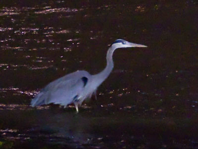 Hunting at night:  for fish, for photos.