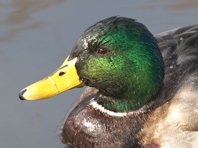 Green head, orange feet.  On you, it looks good.