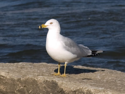 Way off alone, out by himself beyond boat and shore, Jonathan Livingston Seagull was practicing.  RICHARD BACH