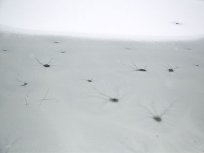 Unexplained divots in the frozen surface of a pond.