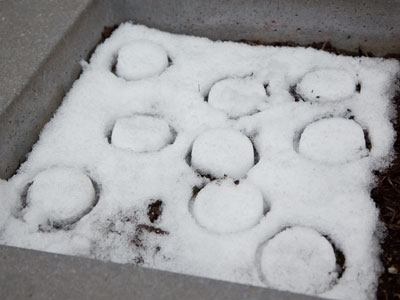 The rats were doing donuts in the snow.