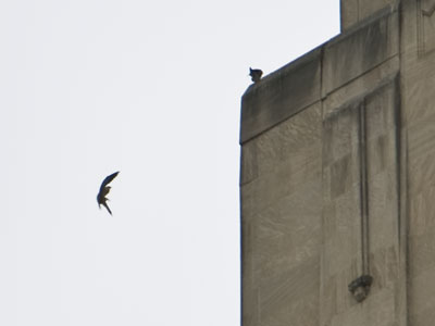 The downtown falcons were upset about something.