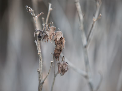 At the spot I saw a hummingbird moth (July 1, 2018) and a hummingbird bathing in a lily (August 30, 2018) now there`s only this.  Understand why I hate winter?