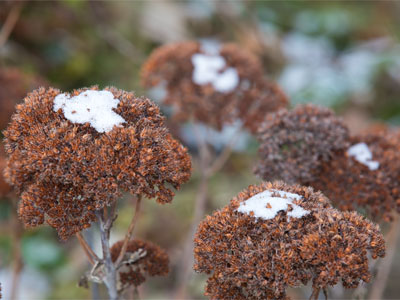 Icing is good for cupcakes, not for plants.