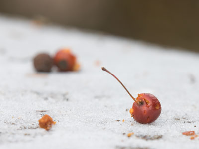 The birds have been raiding the trees for berries.