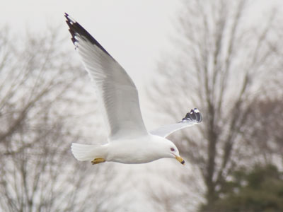 One gull worked hard fishing while the other gulls waited to take away what it caught:  a parable about capitalism.