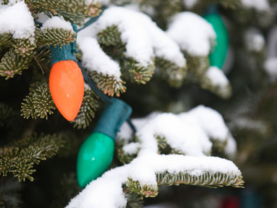 Why cut down a perfectly good tree in one outdoor location, just to put it in another outdoor location, decorate it and let it die?