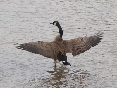 `I AM GOOSE!  HEAR ME HONK!`