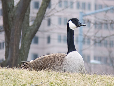 Urban geese are especially useless (see February 6 above).