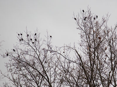 Grackles:  we hates them forever!