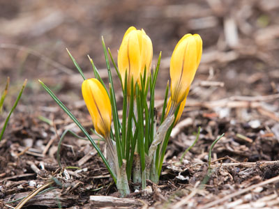 Tulips will start blooming soon.