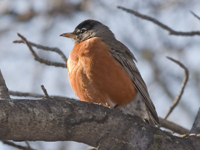 Bird season has begun.