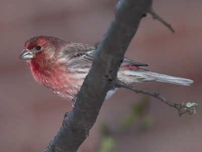 Bird season has begun.