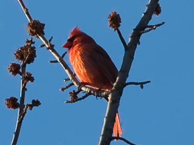 Bird season has begun.