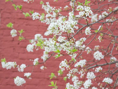 This photo shows you how the blossoms looked, but not how they smelled.