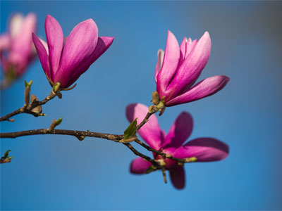 While I was indoors shooting color guard, spring came.