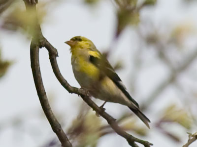 My first goldfinch photo of the year is a bit sketchy.