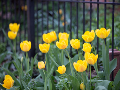 The tulips are blooming.