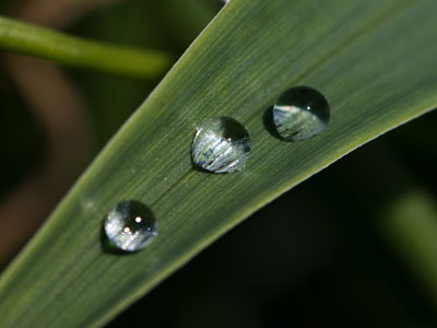 Yesterday`s rain or today`s dew.