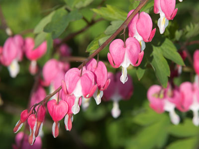 Why call it dicentra when you can say Bleeding Hearts?