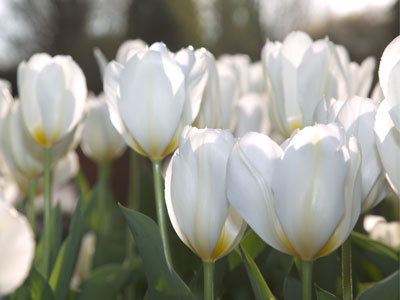 Down among the tulips.