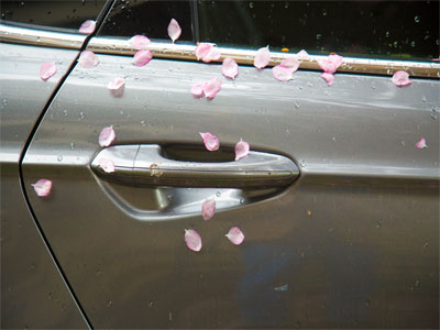 The blossoms came down with the rain.