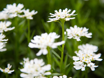 Taken in a meadow?  No, on a city sidewalk.