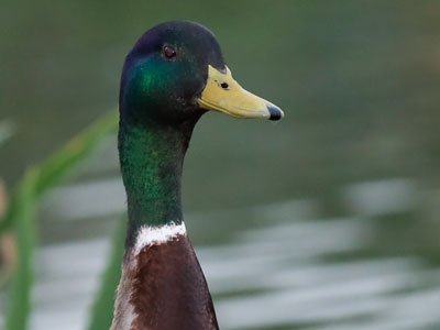 Adam Alonzo, Waterfowl Photographer (see September 1, 2010).